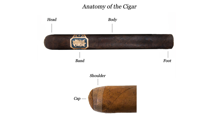 Cigar anatomy
